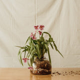 Florero_de_Vidrio_Transparente_Mediano_Domo